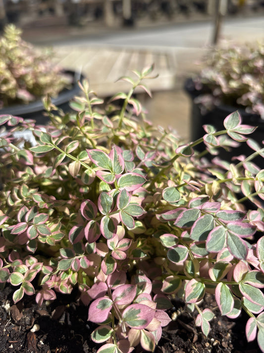 Polemonium | Stairway To Heaven Jacob's Ladder - 1 Gallon