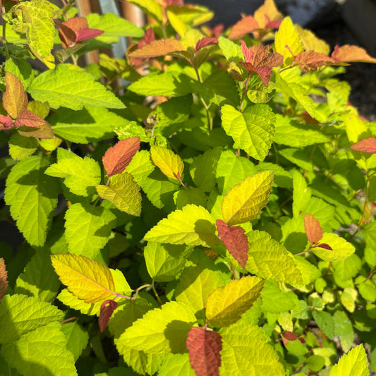 Spiraea | Double Play Candy Corn Spirea - 2 Gallon