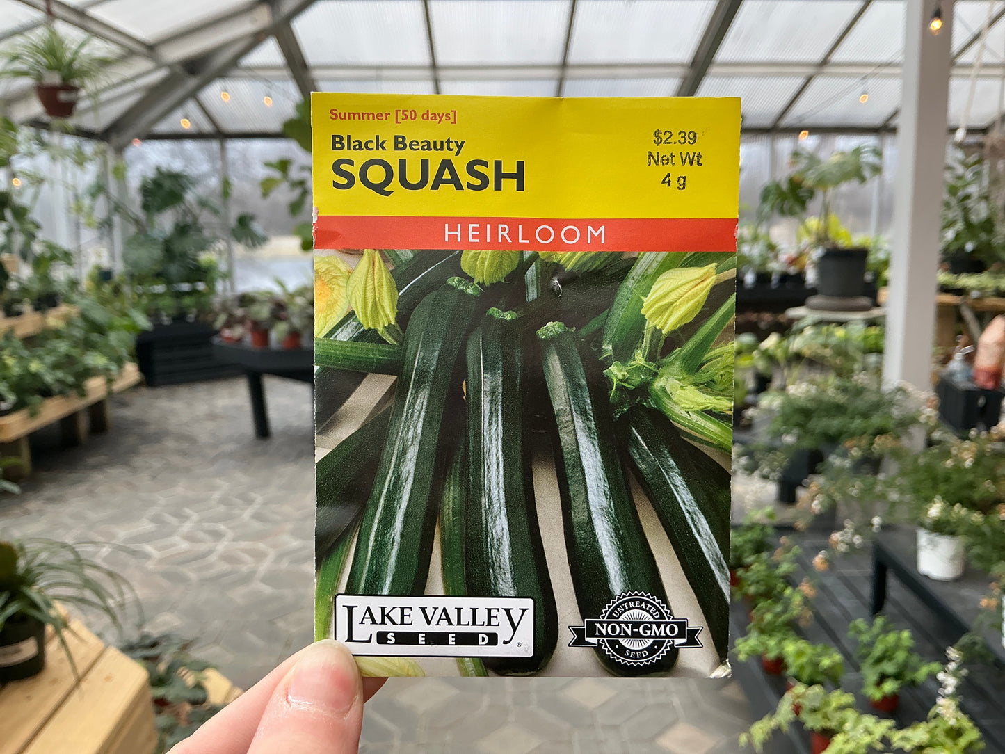 Cucurbita | Summer - Squash Seed