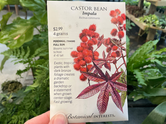 Ricinus | Castor Bean Seed
