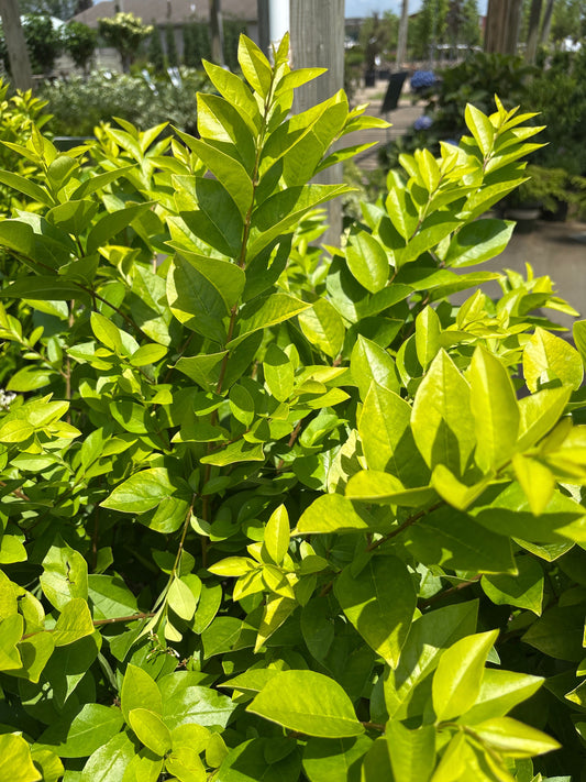 Ligustrum | Vicary Golden Privet - 3 Gallon
