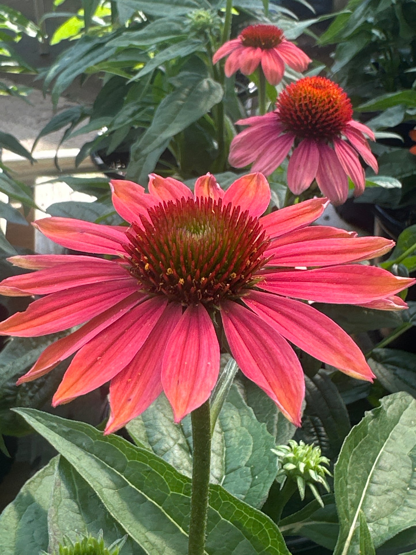 Echinacea | Cheyenne Spirit Coneflower - 1 Gallon