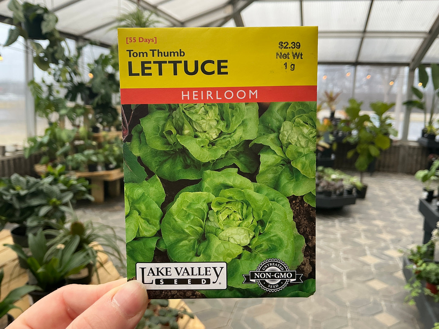 Lactuca | Leaf - Lettuce Seed