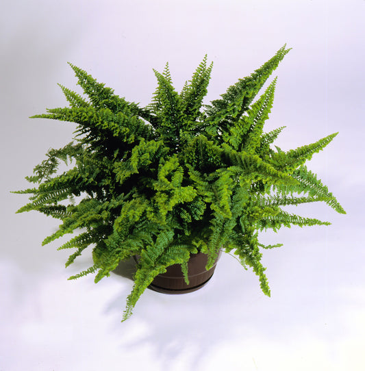 Fern  | Sassy - Hanging Basket