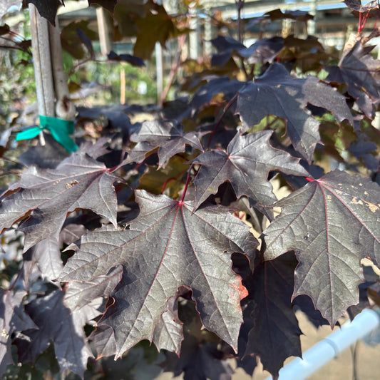 Acer | Crimson King Maple - 7 Gallon