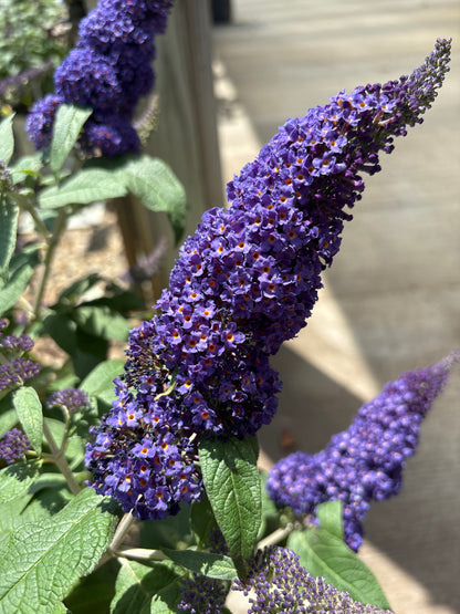 Buddleia | Pugster Butterfly Bush