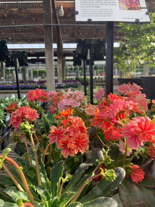 Lewisia | Rainbow Mix Lewisia - 1 Quart