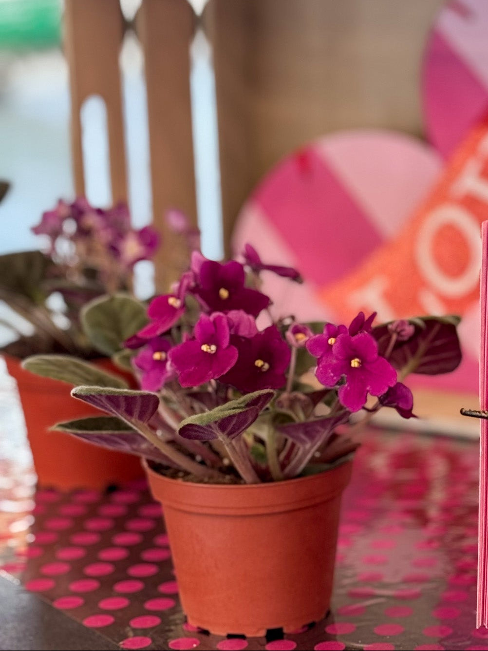 Potted purple flowers on a table with pink greeting cards in the foreground