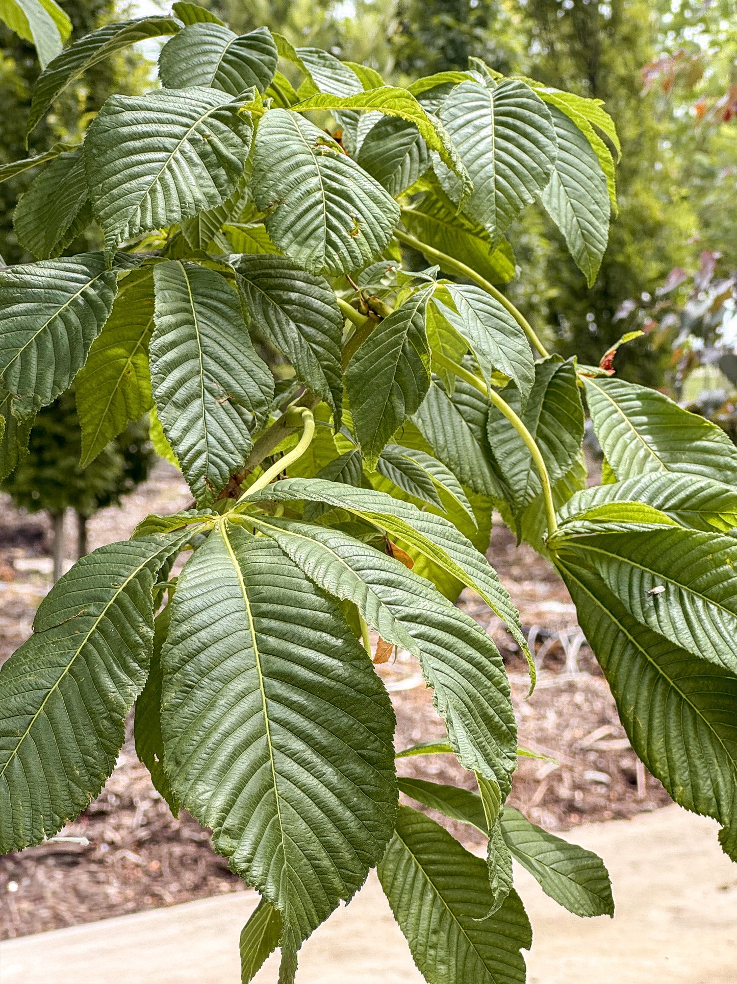 Aesculus | Fort McNair Horsechestnut - 7 Gallon
