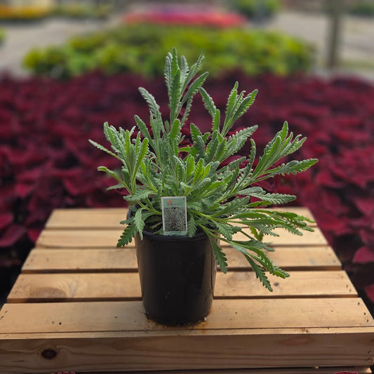 French Lavender | Goodwin Creek - 1 Quart
