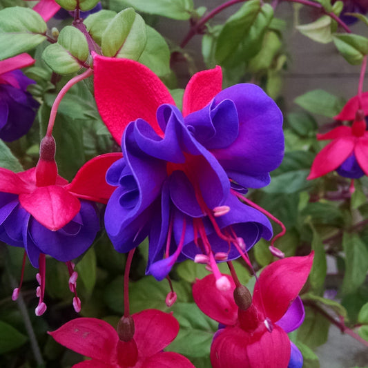 Fuchsia | Dark Eyes - Large Hanging Basket