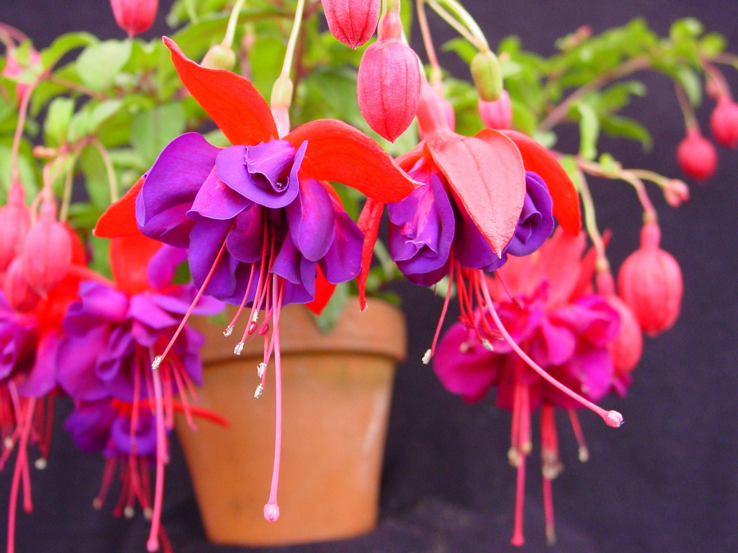 Fuchsia | Giant Voodoo - Large Hanging Basket