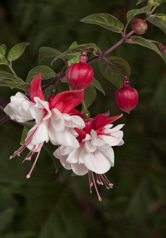 Fuchsia | Swingtime - Large Hanging Basket