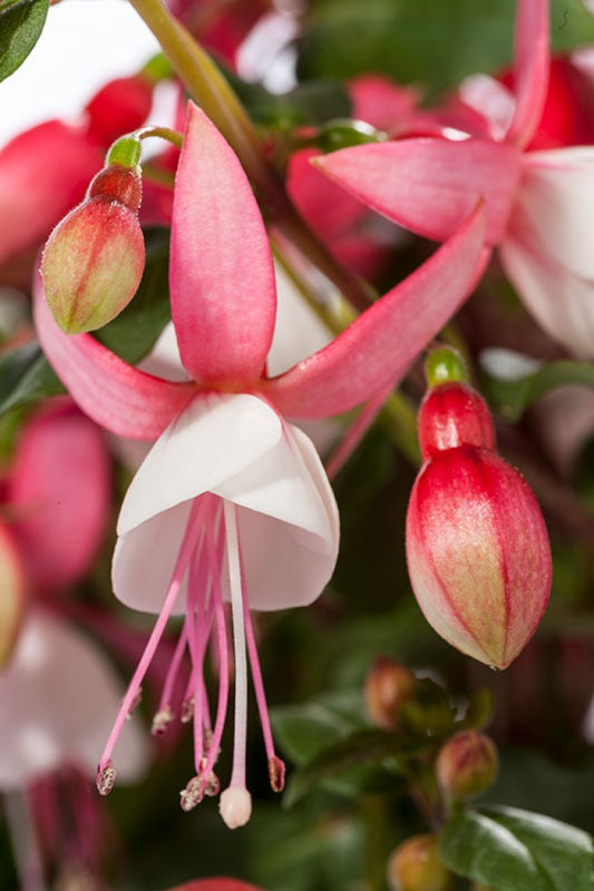 Fuchsia | Windchimes - 1 Quart