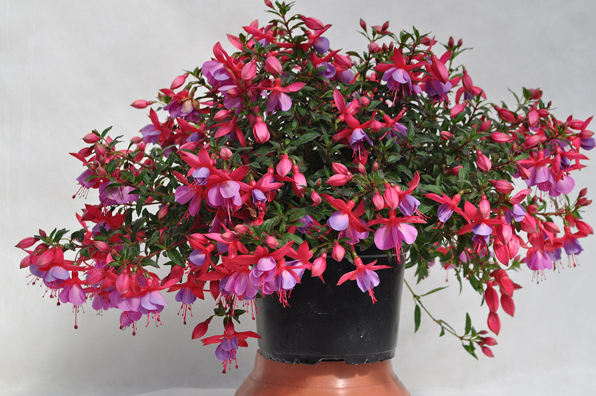 Fuchsia | Windchimes - 1 Quart