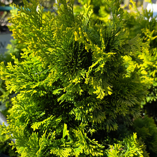 Chamaecyparis | Golden Dwarf Hinoki Cypress - 3 Gallon