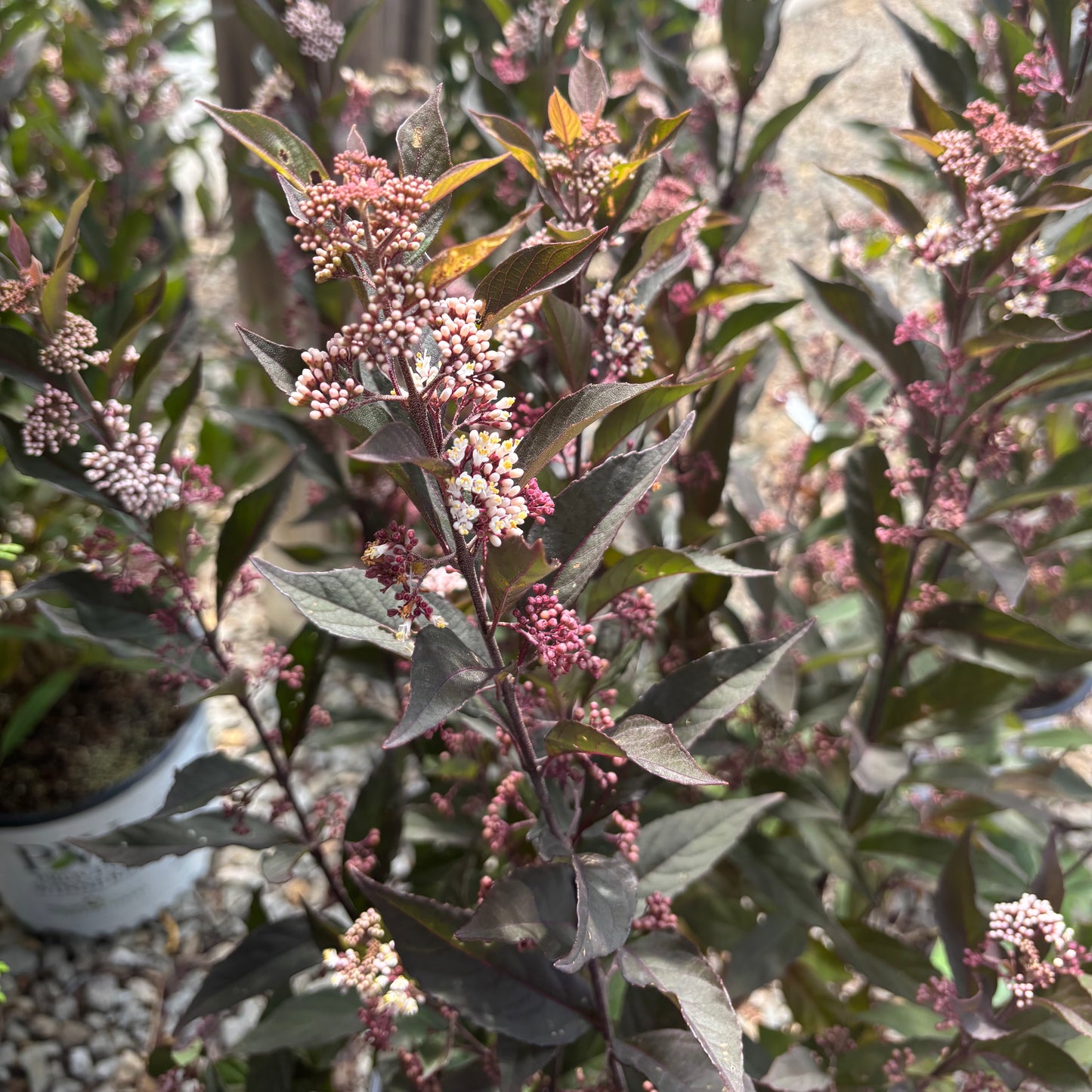 Callicarpa | Pearl Glam Beautyberry