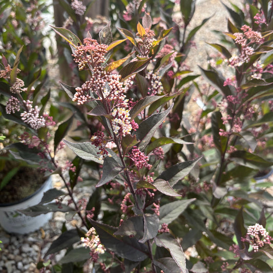Callicarpa | Pearl Glam Beautyberry - 3 Gallon