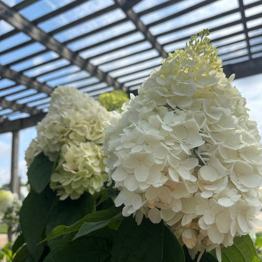 Hydrangea | Love-A-Lot Pink Panicle Hydrangea | Tree Form - 7 Gallon