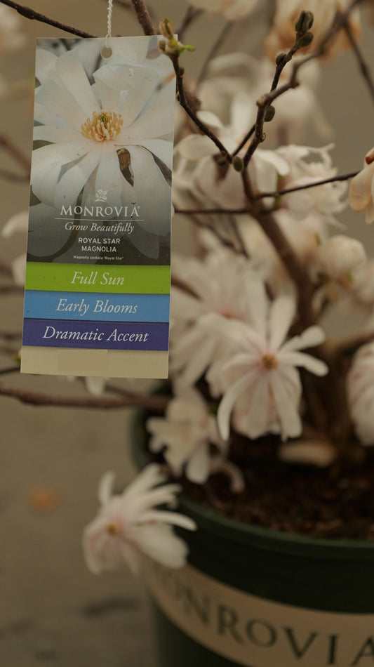 Magnolia | Royal Star Magnolia - 5 Gallon
