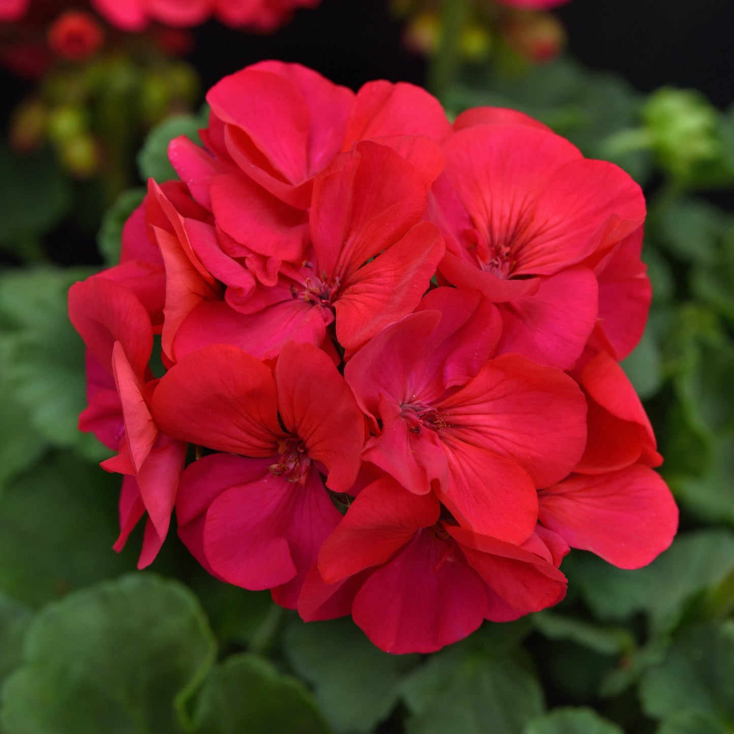 Geranium | Solera - Large Hanging Basket