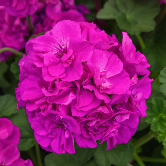 Geranium | Solera - Large Hanging Basket