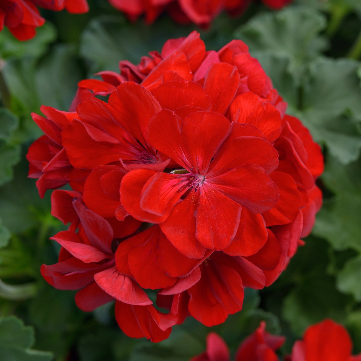 Geranium | Solera - Large Hanging Basket