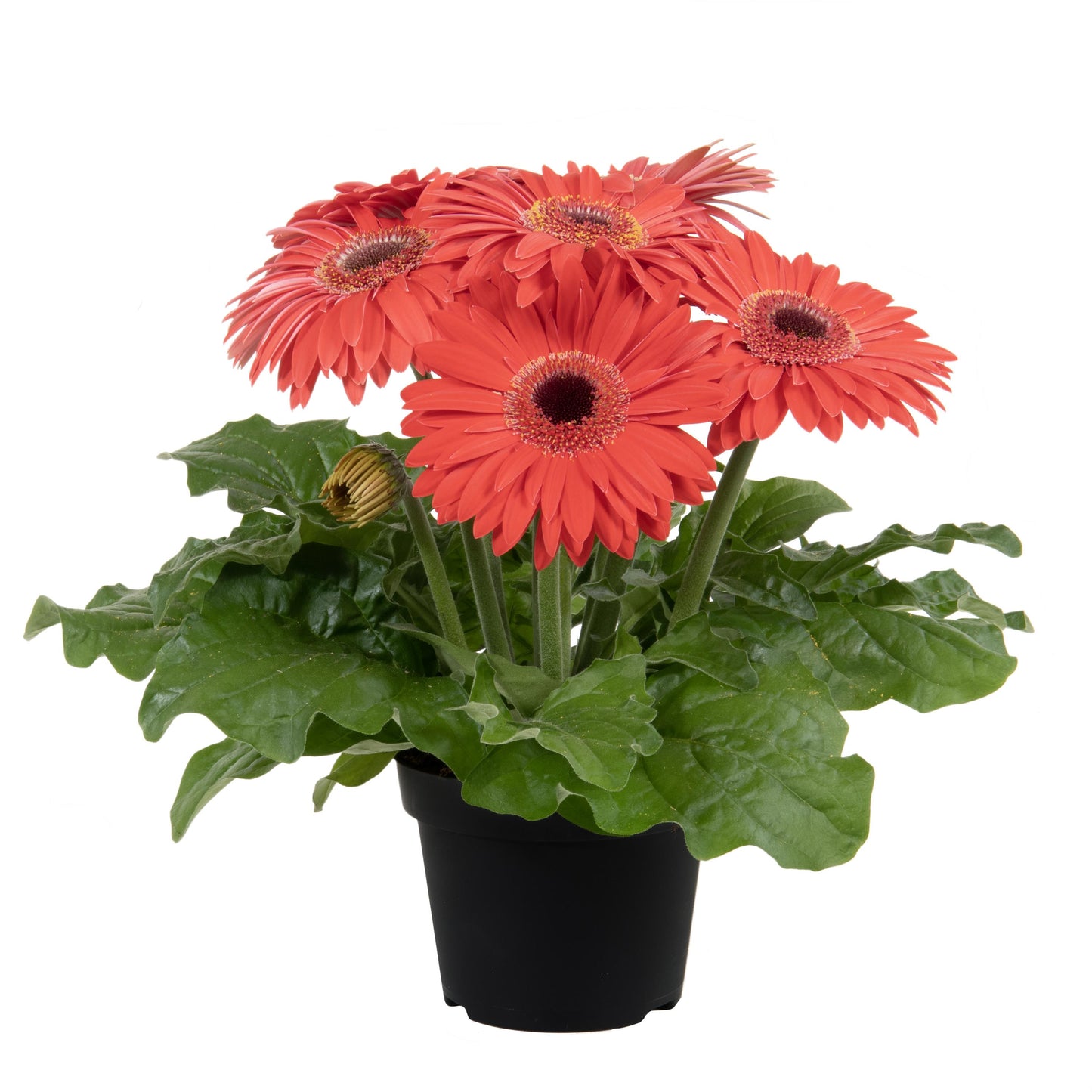 Gerbera | Joybera - 1 Quart