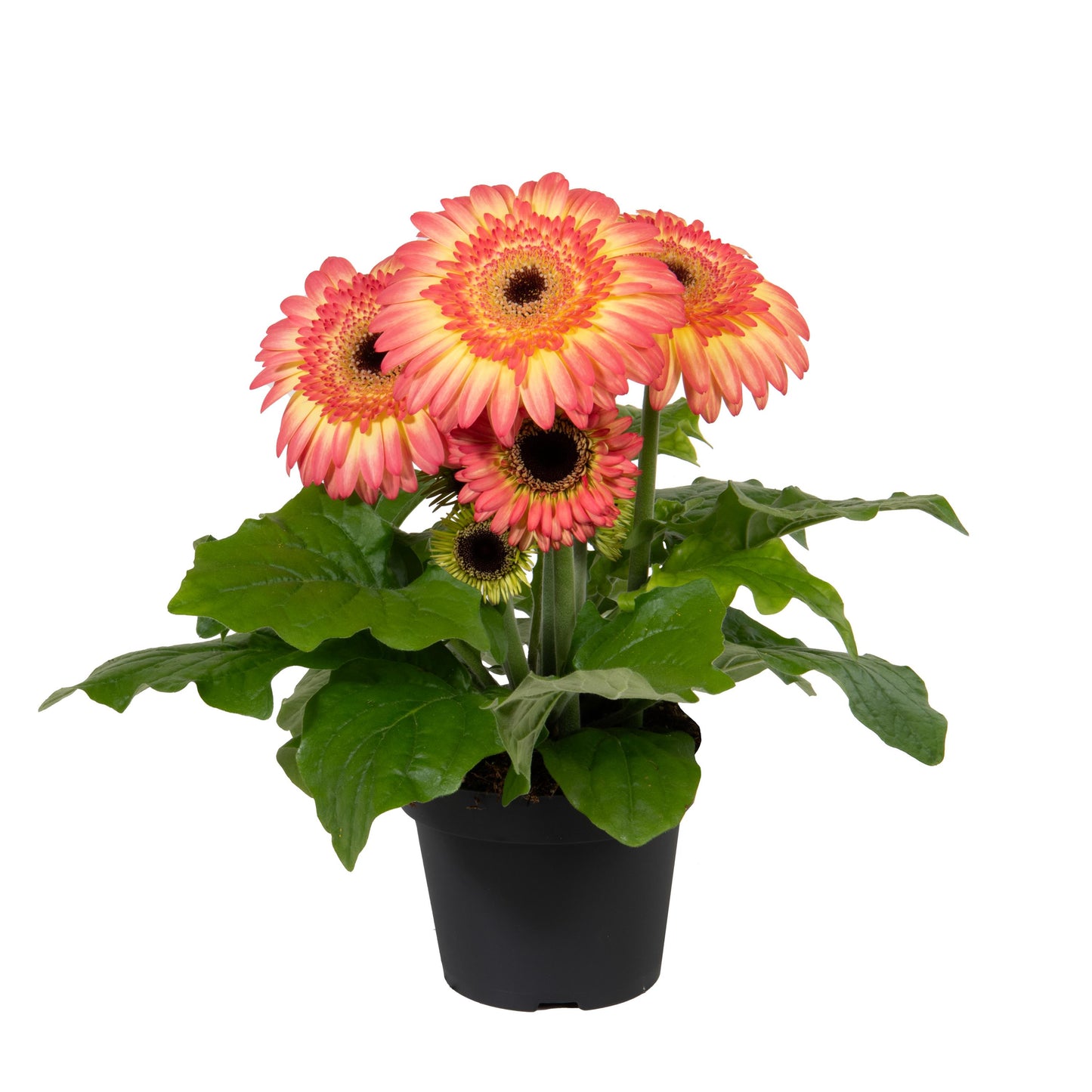 Gerbera | Joybera - 1 Quart