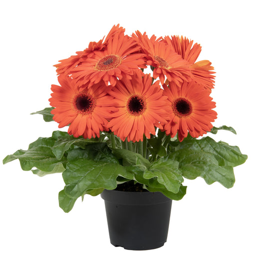 Gerbera | Joybera - 1 Quart