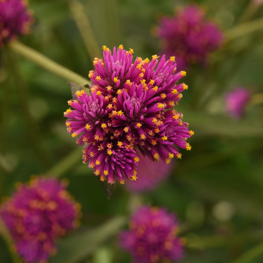 Gomphrena | Fireworks - 1 Gallon