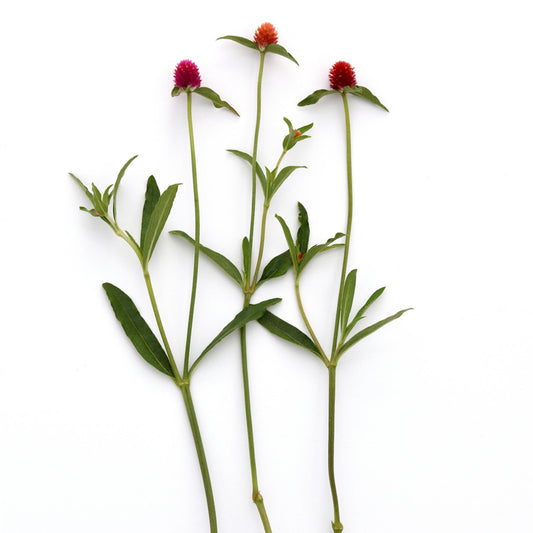 Gomphrena | QIS - 1 Gallon