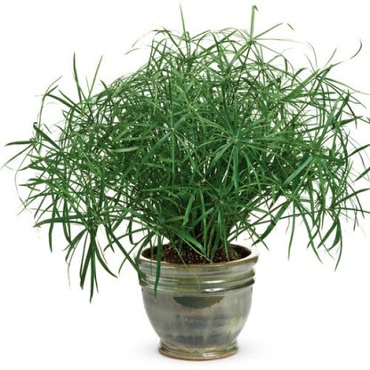 Cyperus | Baby Tut Grass - 1 Quart