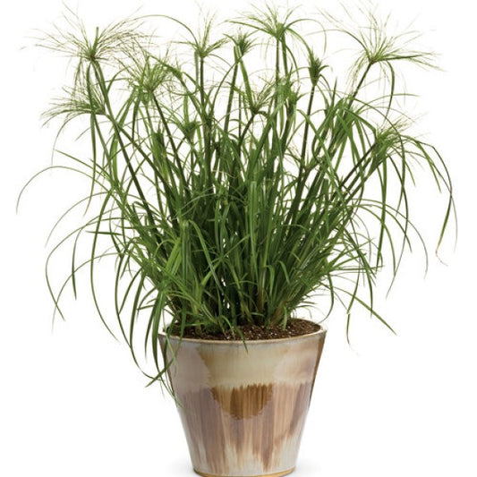 Cyperus | King Tut Grass - 1 Gallon