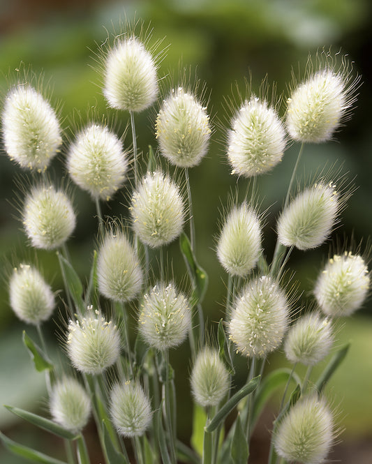 Lagurus | Bunny Tails Grass - 1 Quart