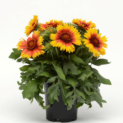 Gaillardia | Mesa Bright Bicolor - 1 Quart
