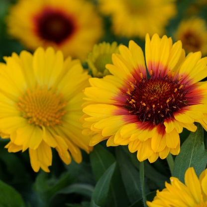 Gaillardia | Mesa Bright Bicolor - 1 Quart