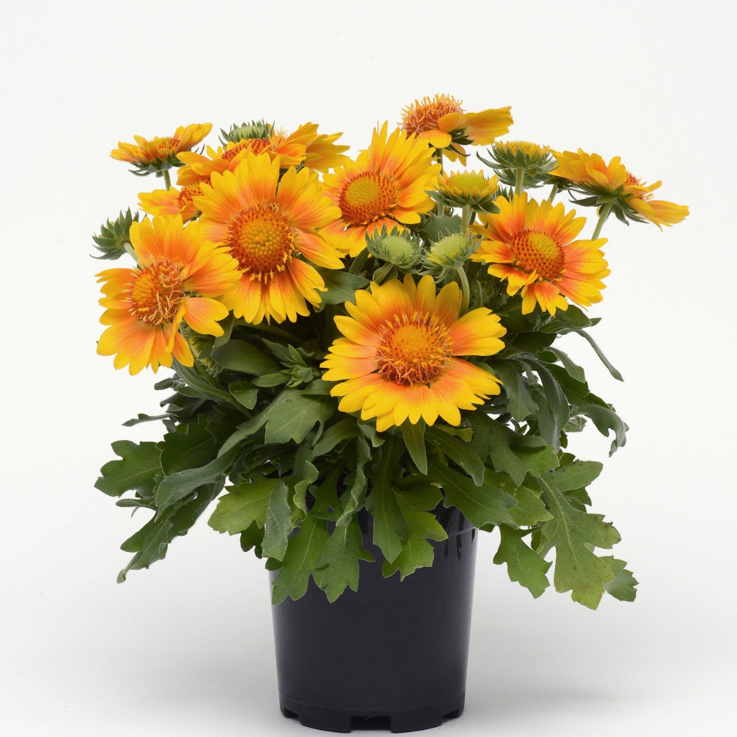 Gaillardia | Blanket Flower