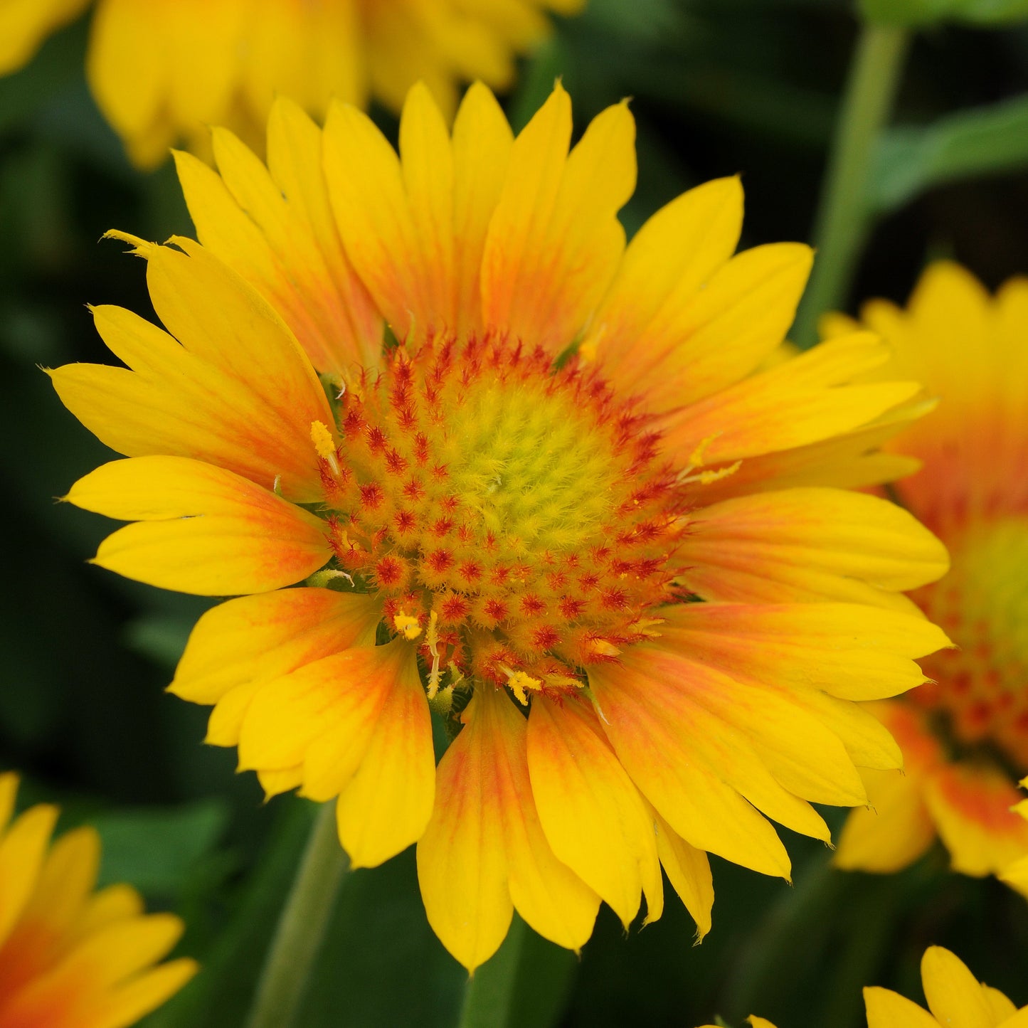 Gaillardia | Mesa - 3 Quart