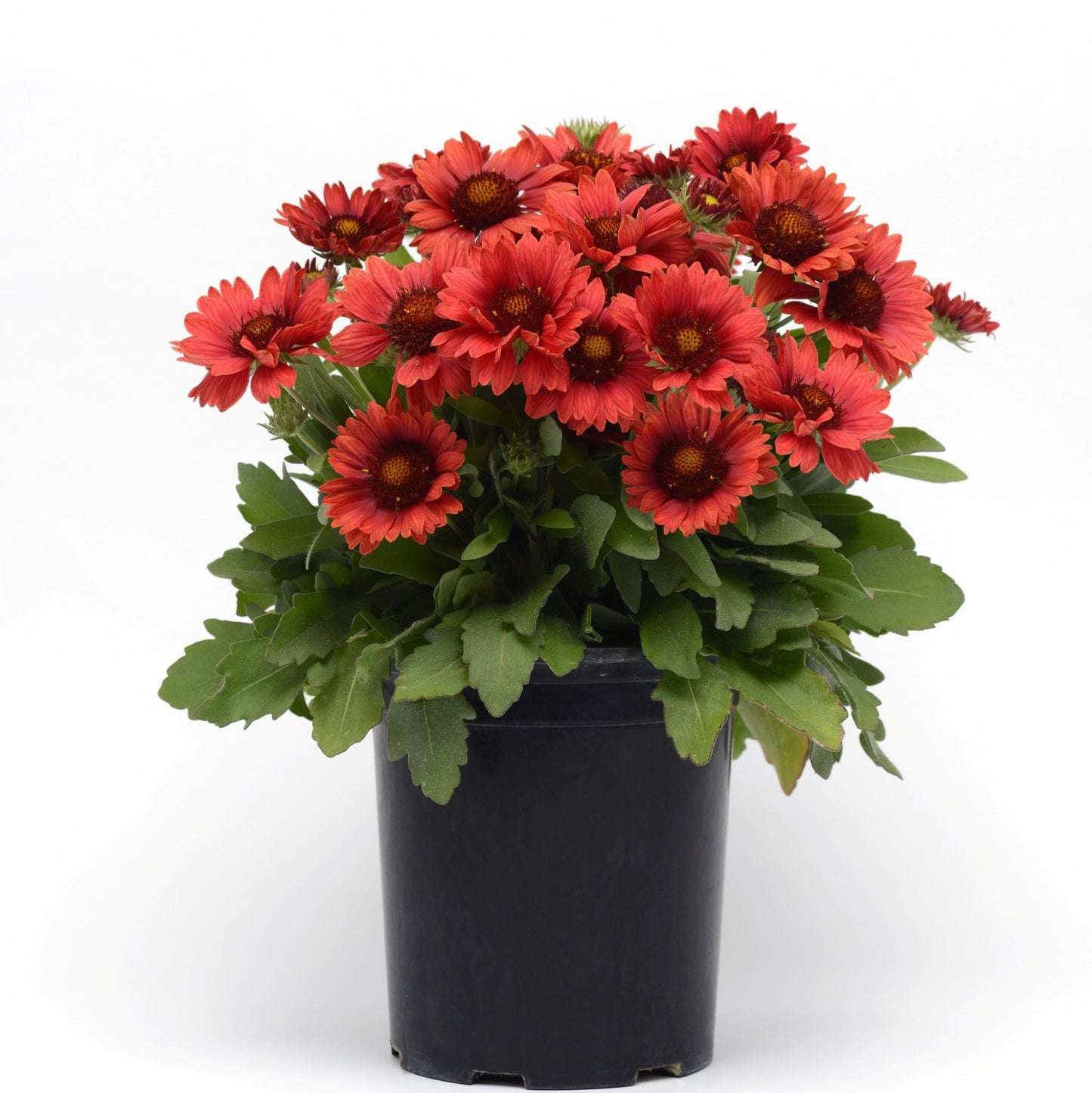 Gaillardia | Blanket Flower