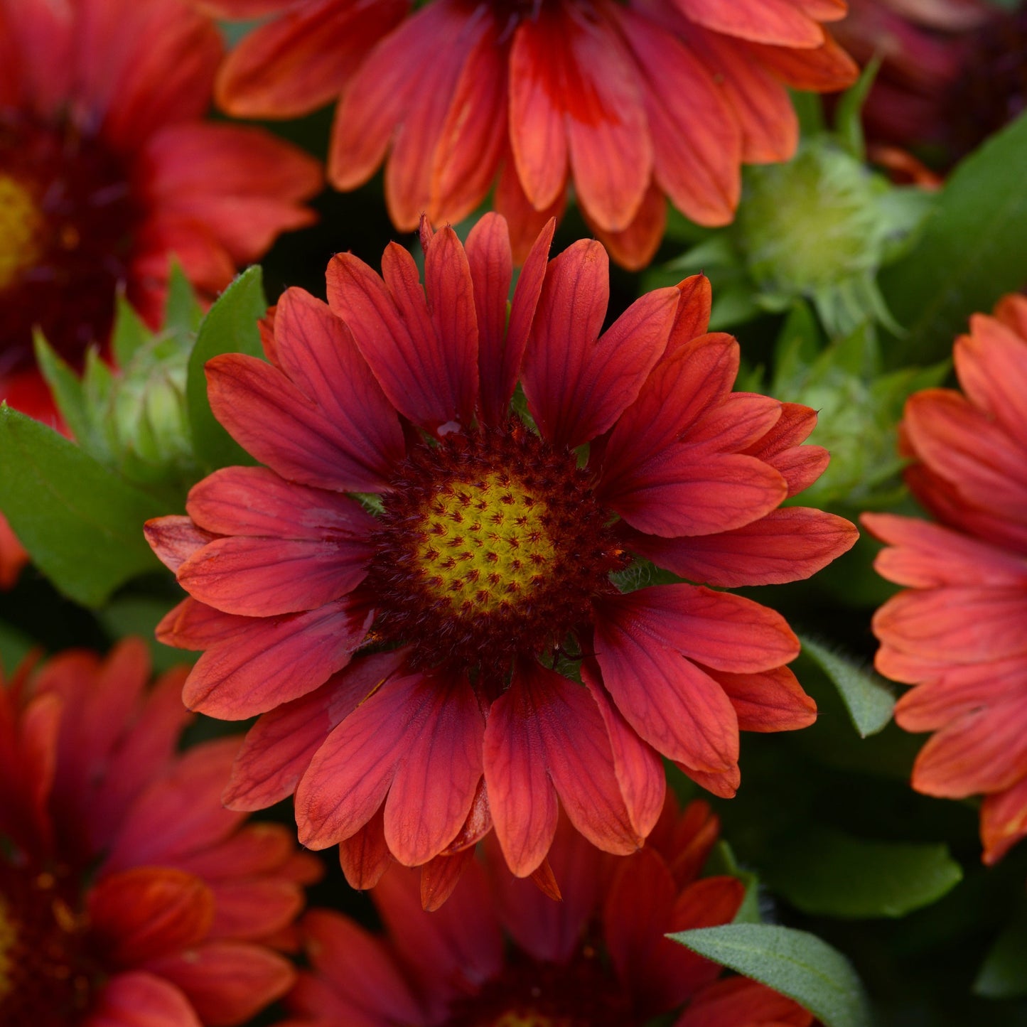 Gaillardia | Mesa - 3 Quart