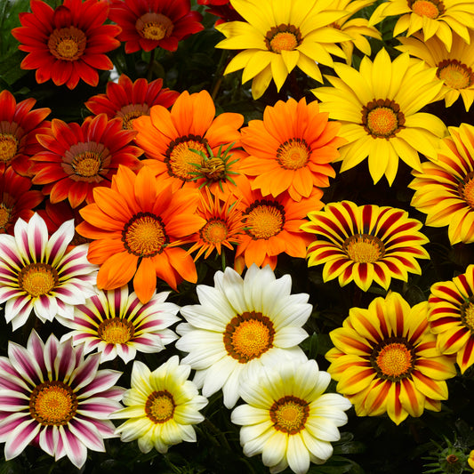 Gazania | Big Kiss - 3 Quart