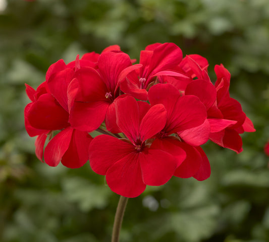 Geranium | Caliente - Large Hanging Basket