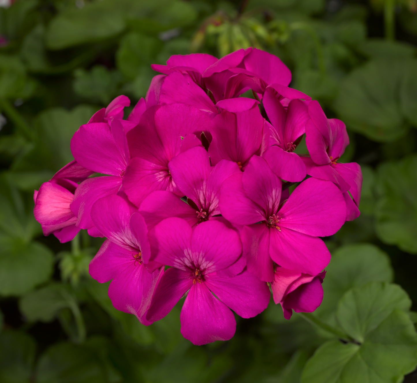 Geranium | Caliente - Large Hanging Basket