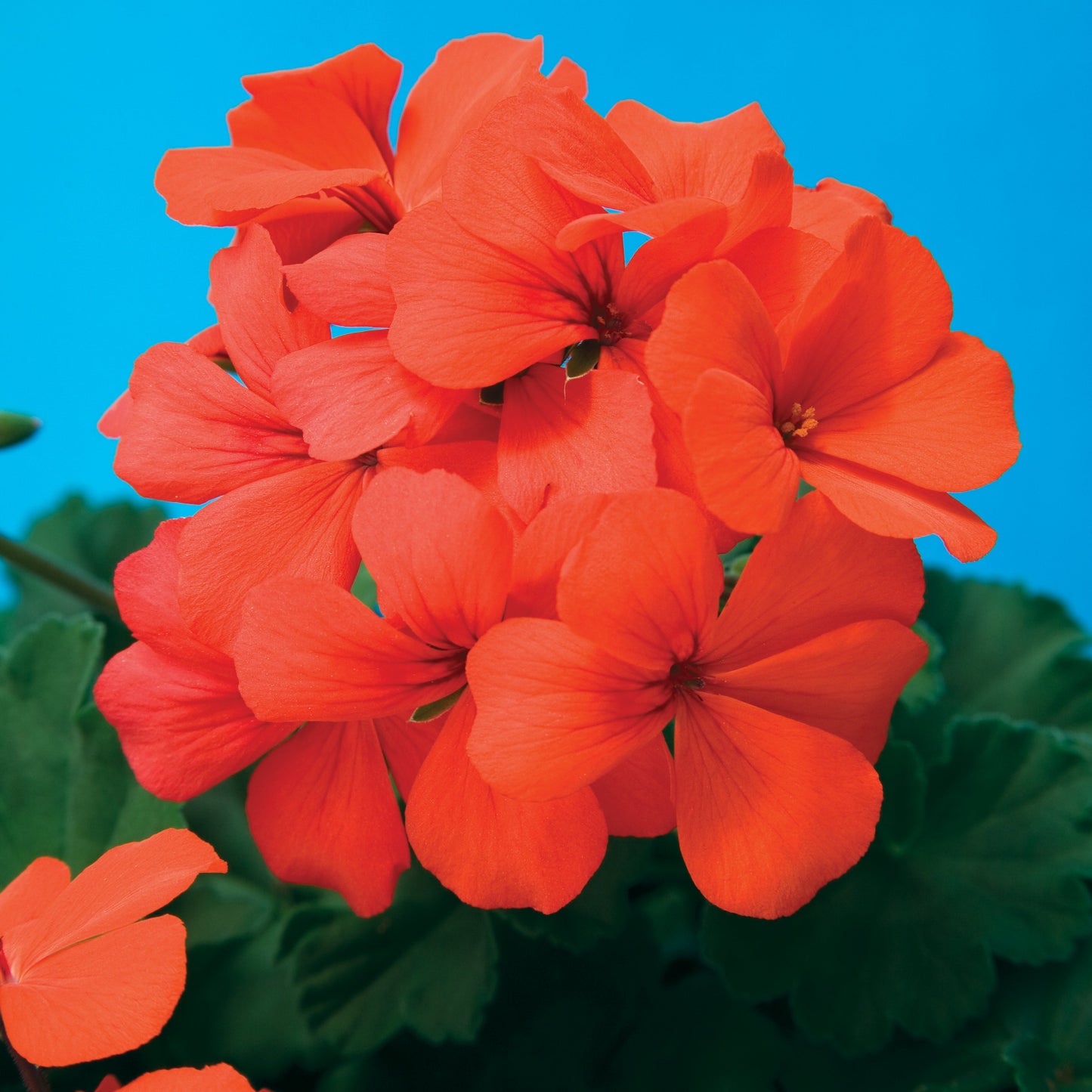 Geranium | Caliente - Large Hanging Basket