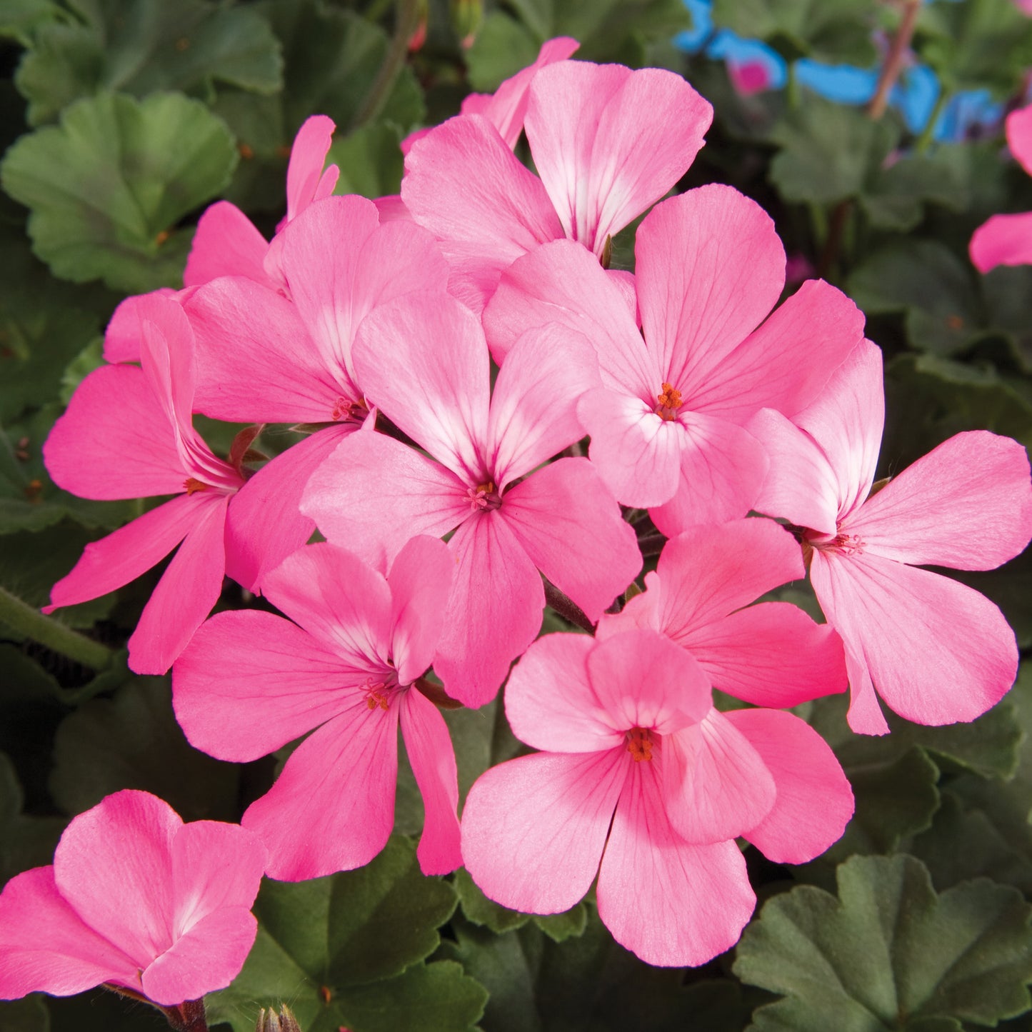 Geranium | Caliente - Large Hanging Basket