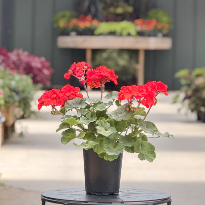 Geranium | Fantasia - 1 Quart