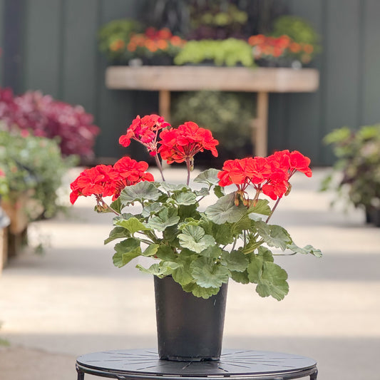 Geranium | Fantasia - 1 Quart