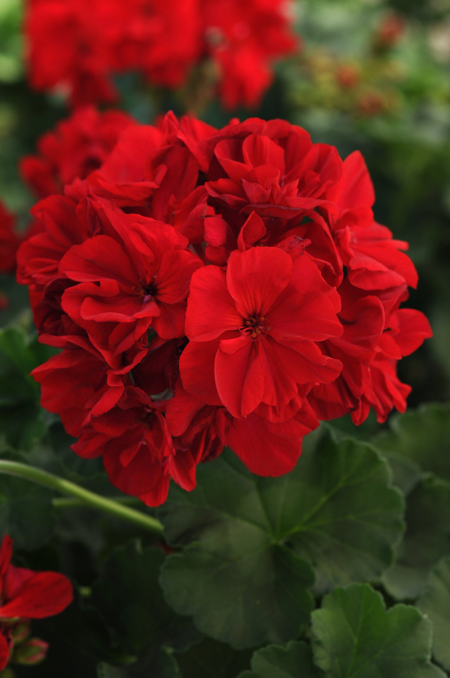 Geranium | Fantasia - 1 Quart