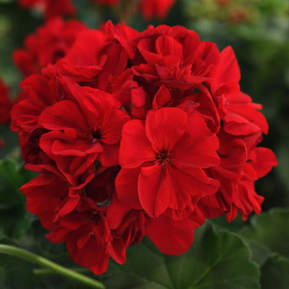 Geranium | Fantasia - 1 Quart